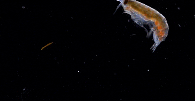 38dbb6fd5266d0161a6914219c2bd40735fa3542.gif